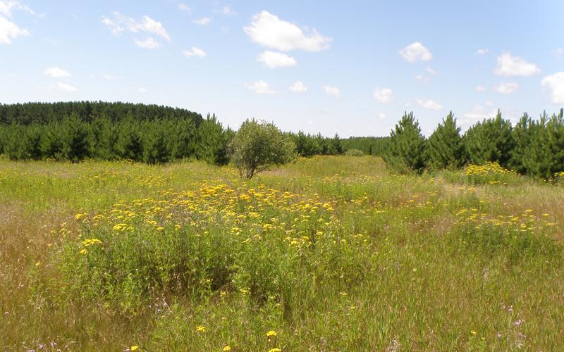 Common Tansy | Minnesota Department of Agriculture